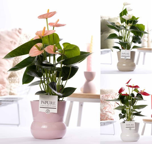 Anthurium mix 45cm 12cm Pot