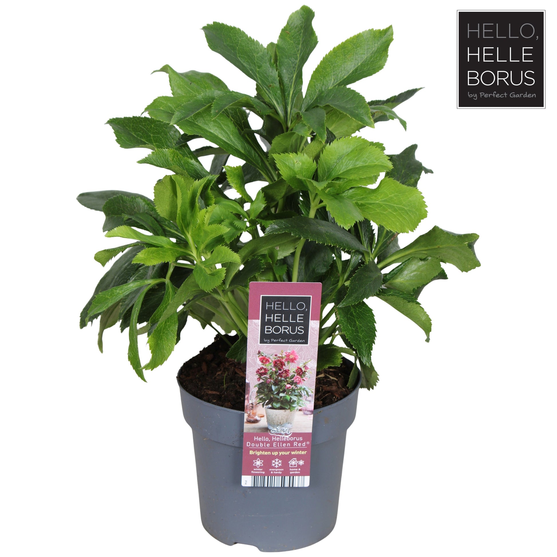 Helleborus or. Double Ellen Red 35cm 14cm Pot