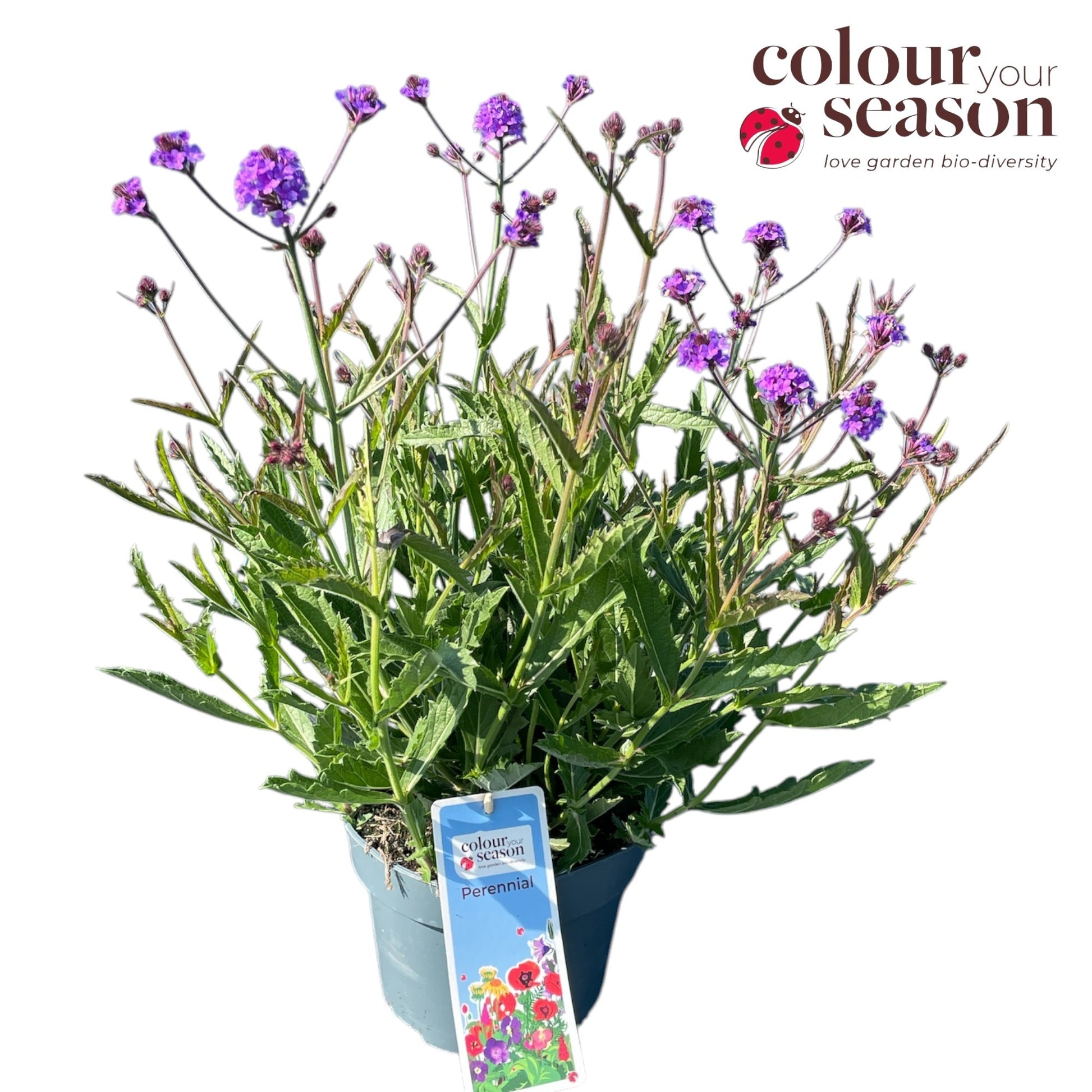 Verbena rigida 35cm 19cm Pot