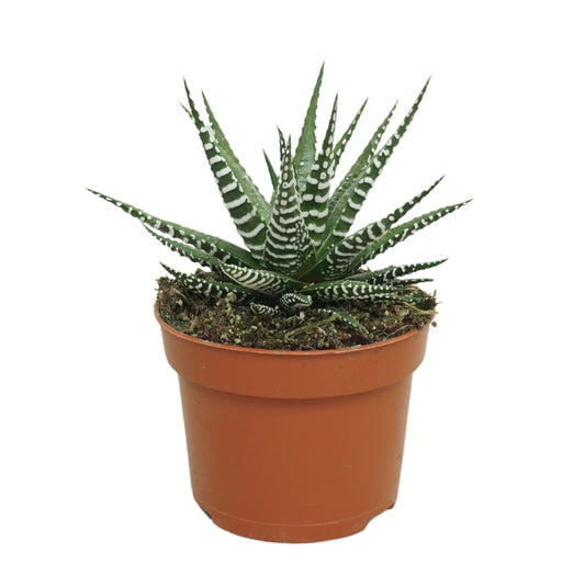 Haworthia Big Band 16cm 10.5cm Pot