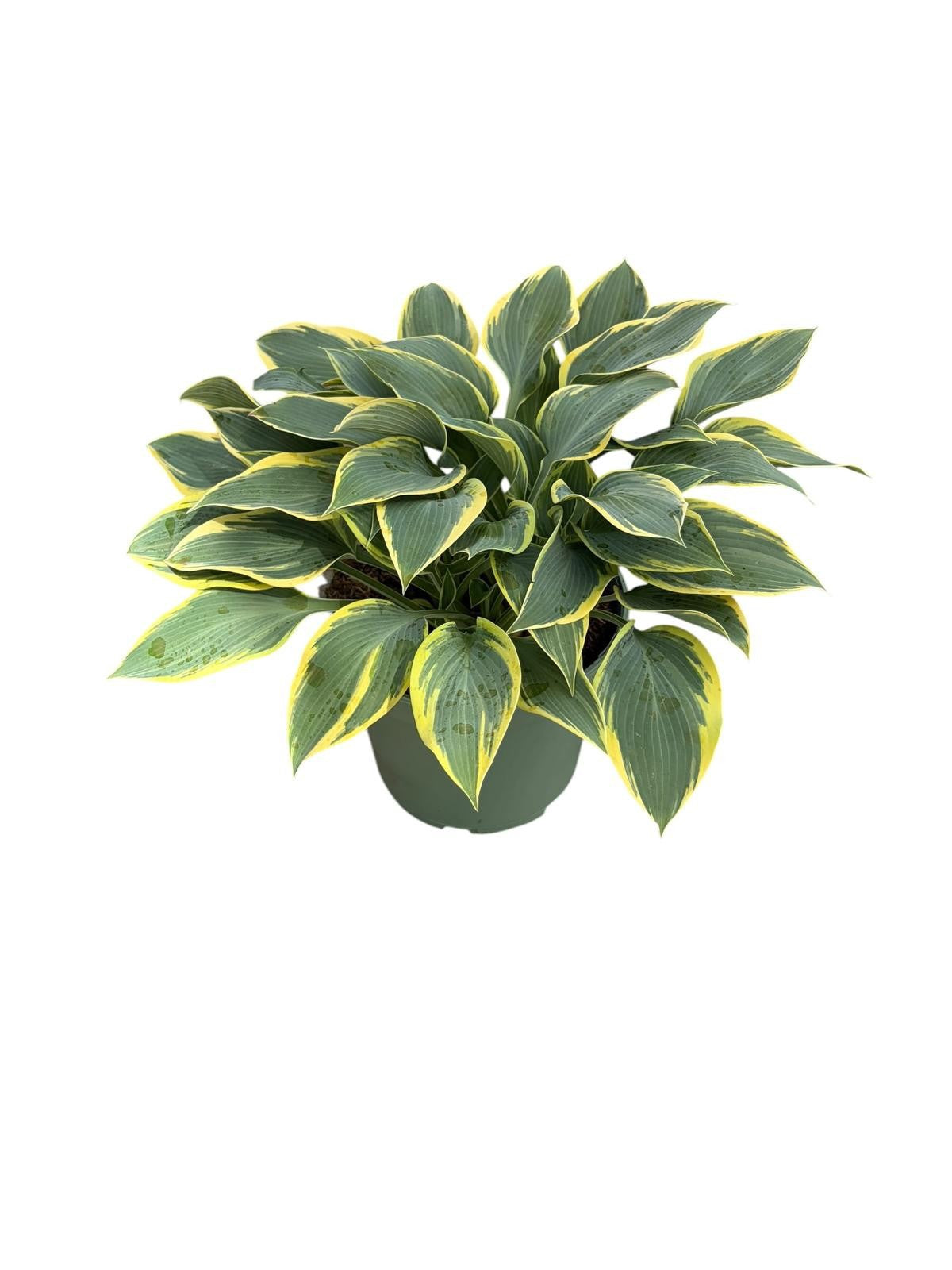 Hosta First Frost 40cm 23cm Pot
