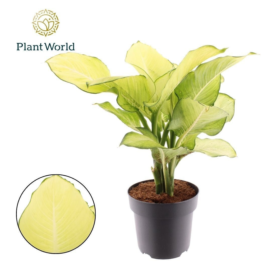 Dieffenbachia sp. 50cm 21cm Pot