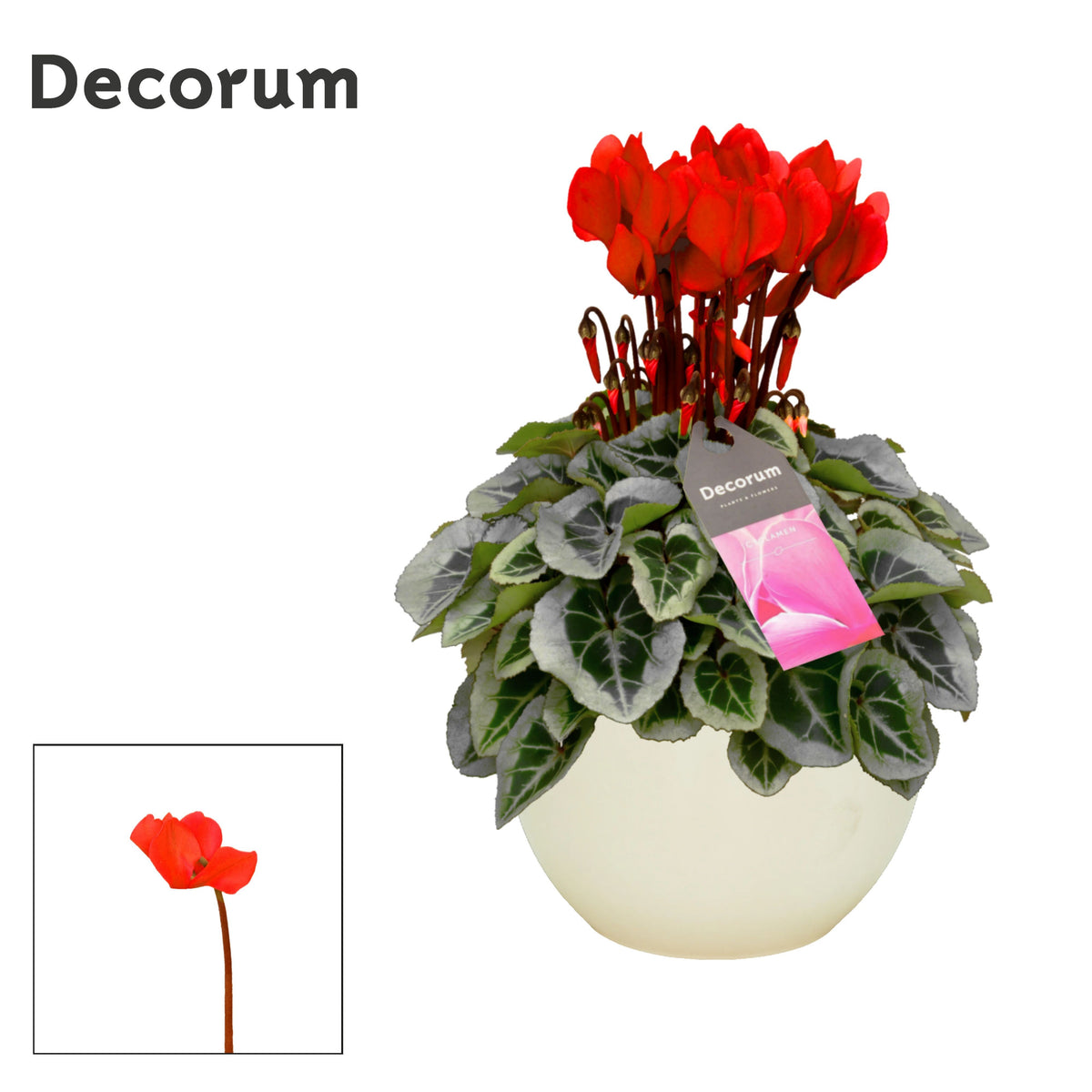 Cyclamen Picasso 25cm 13cm Pot