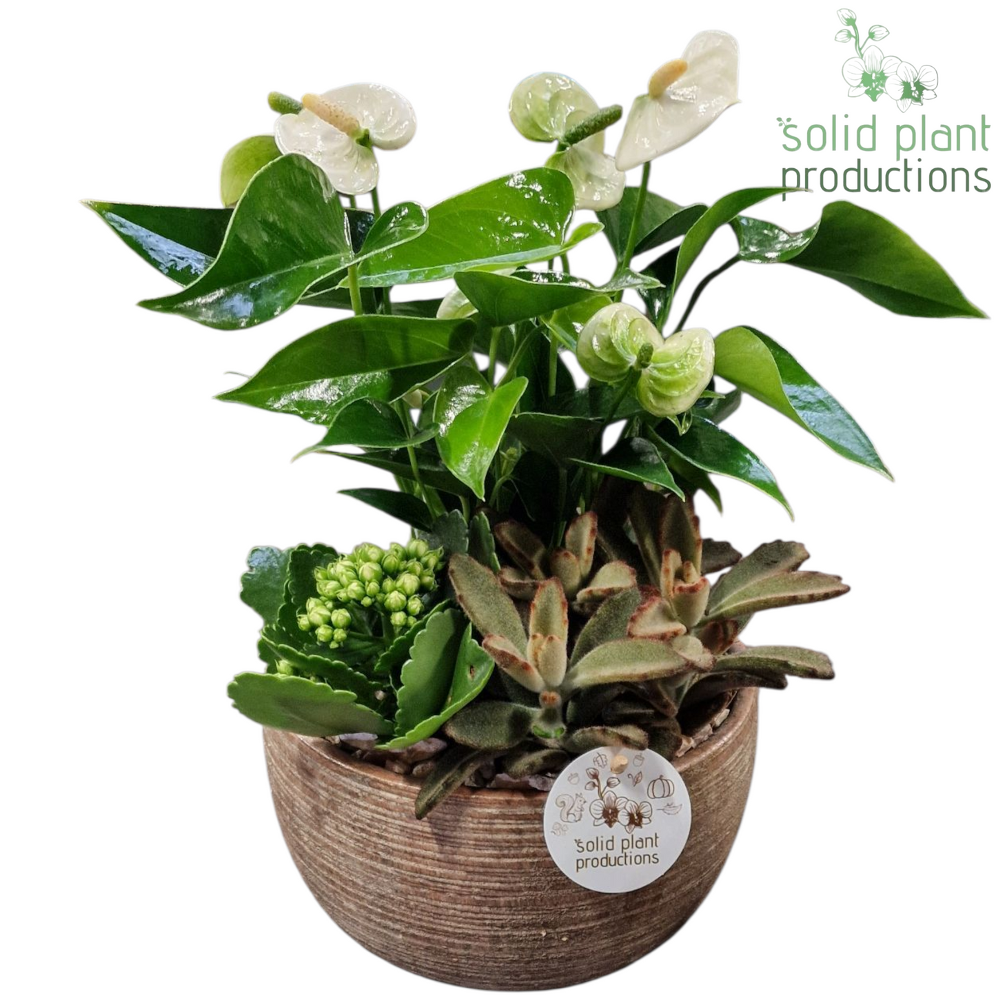 AT060 Arizona Small White Anthurium 40cm 21cm Pot