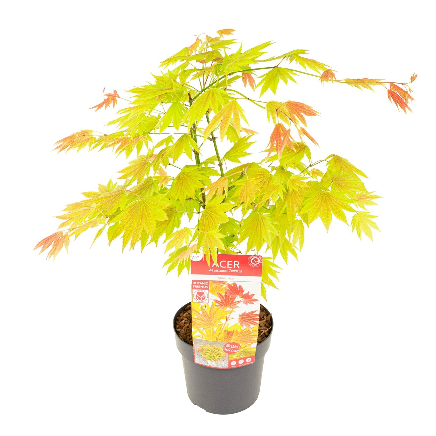 Acer Moonrise 65cm 19cm Pot