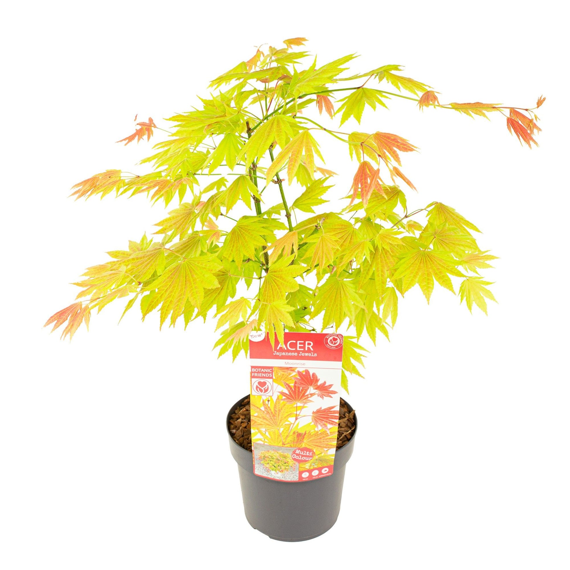 Acer Moonrise 65cm 19cm Pot