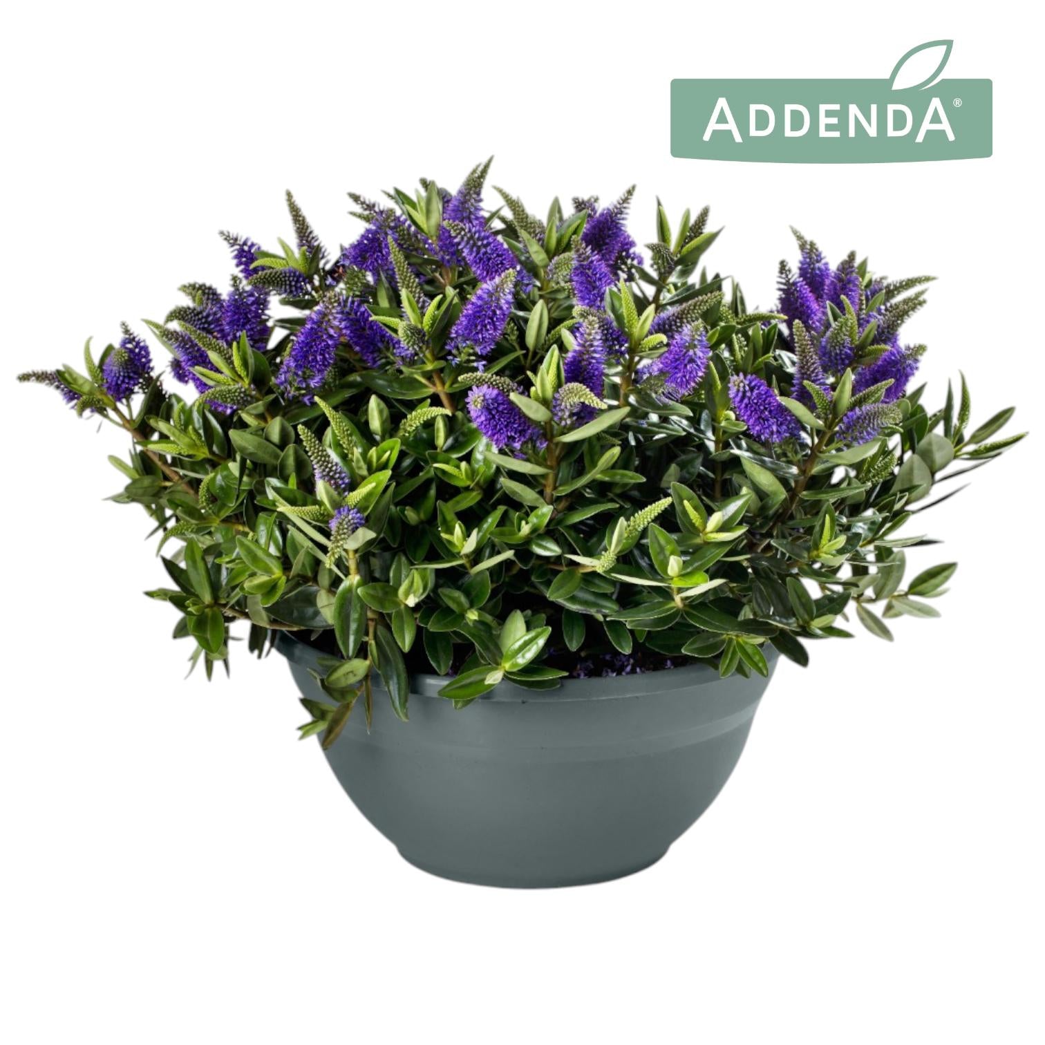 Hebe Hebedonna Britta 45cm 30cm Pot