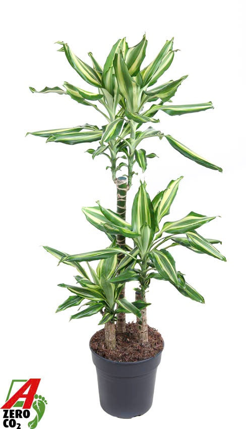 Dracaena fragrans 100cm 21cm Pot