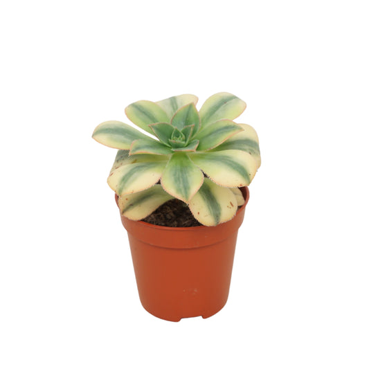 Aeonium nigrum 8cm 505cm Pot