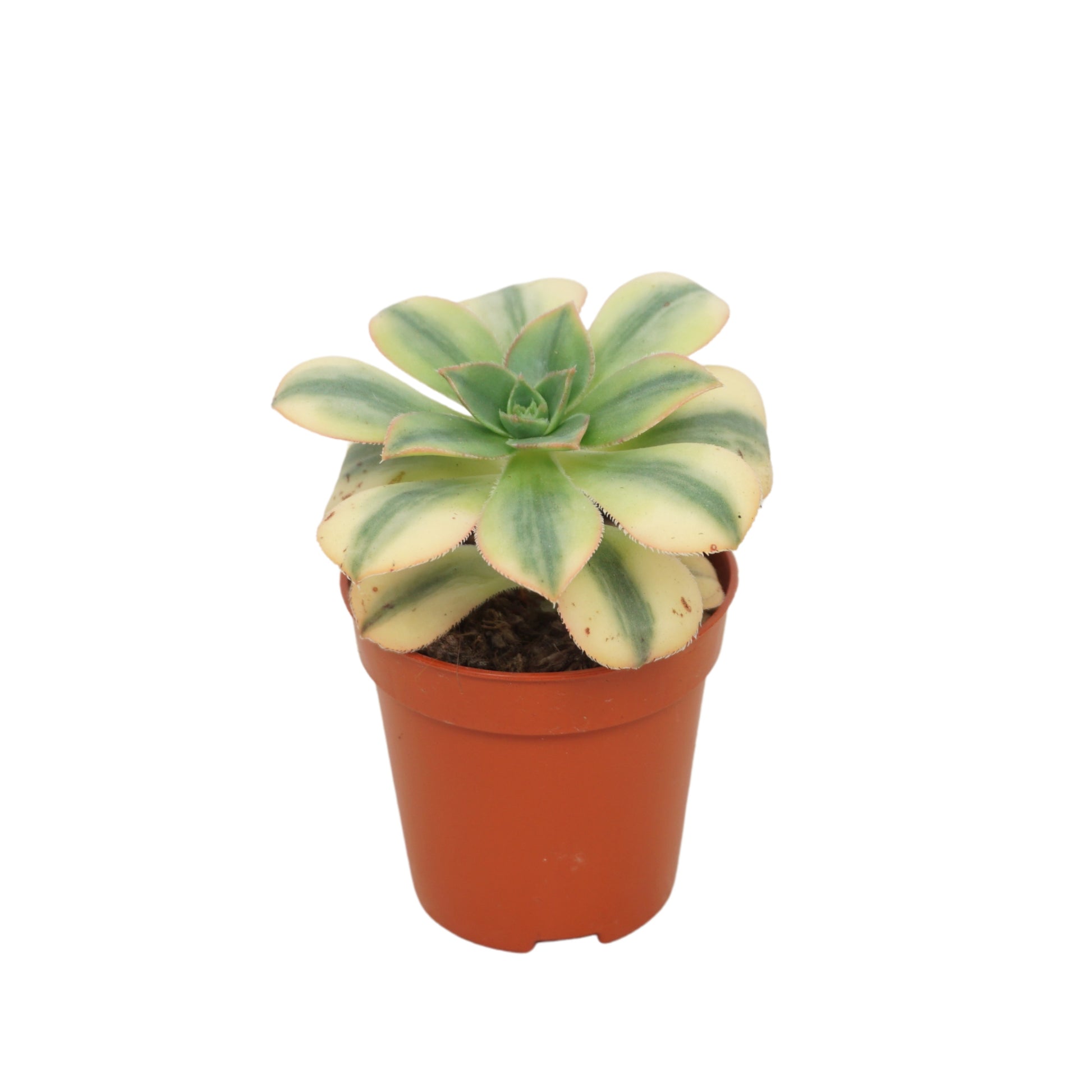 Ubink BV, hkw. Aeonium nigrum Pack of 20