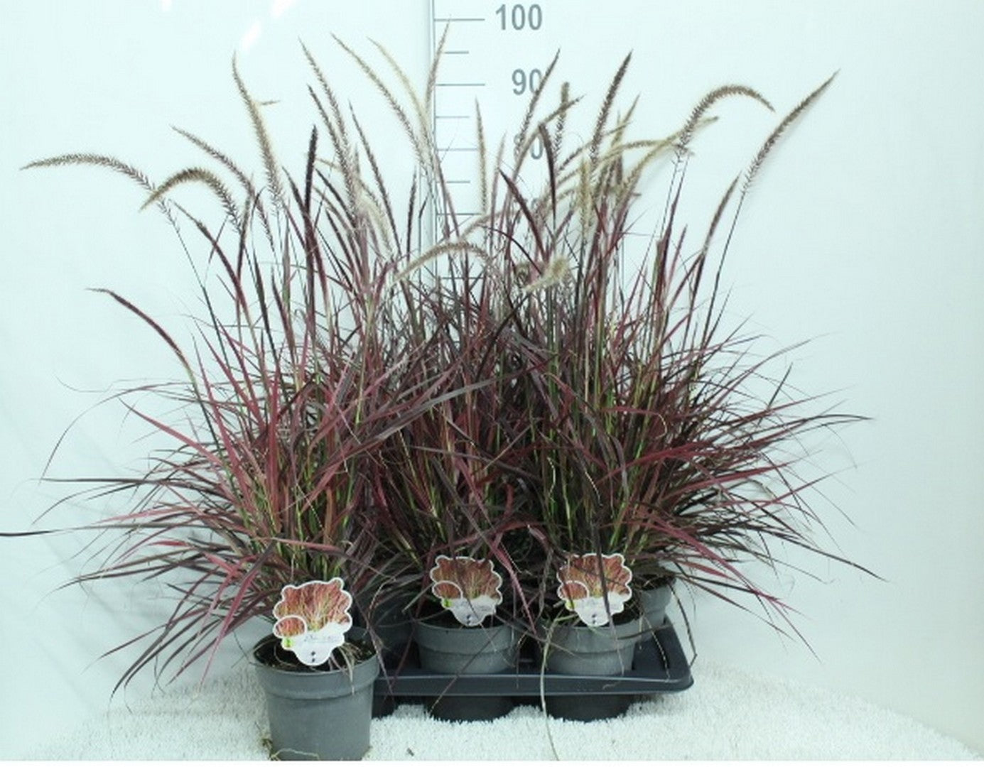 van Tol & Van der Linde Pennisetum Fireworks Pack of 6