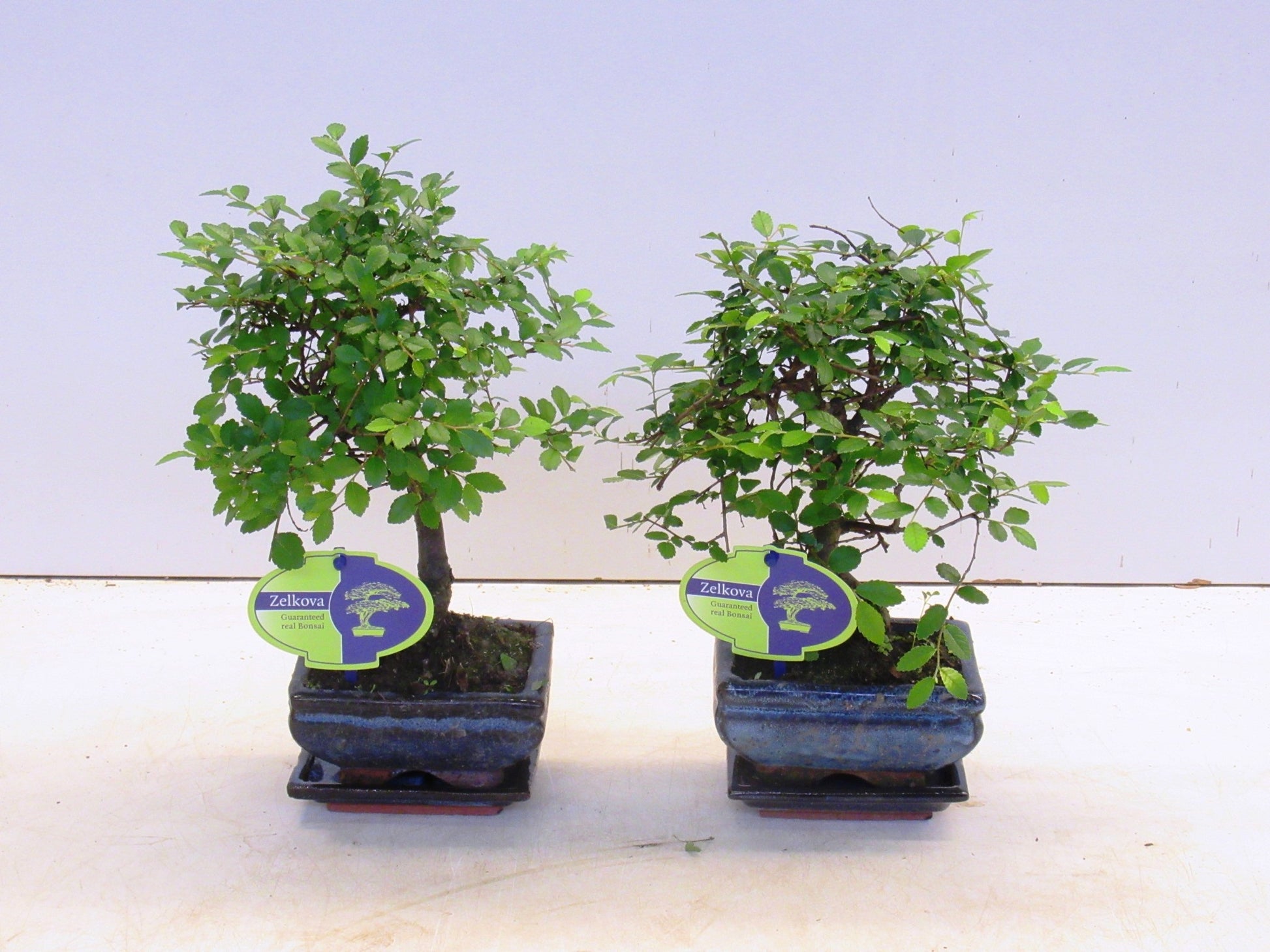Lodder Bonsai BV Zelkova sp. Bonsai Pack of 12
