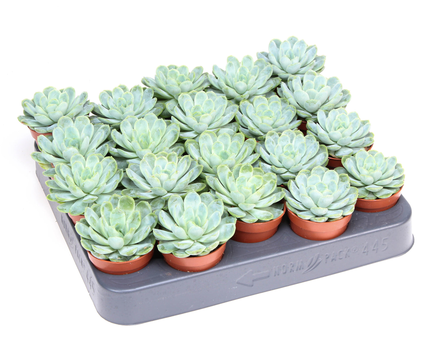 Echeveria elegans 8cm 5.5cm Pot