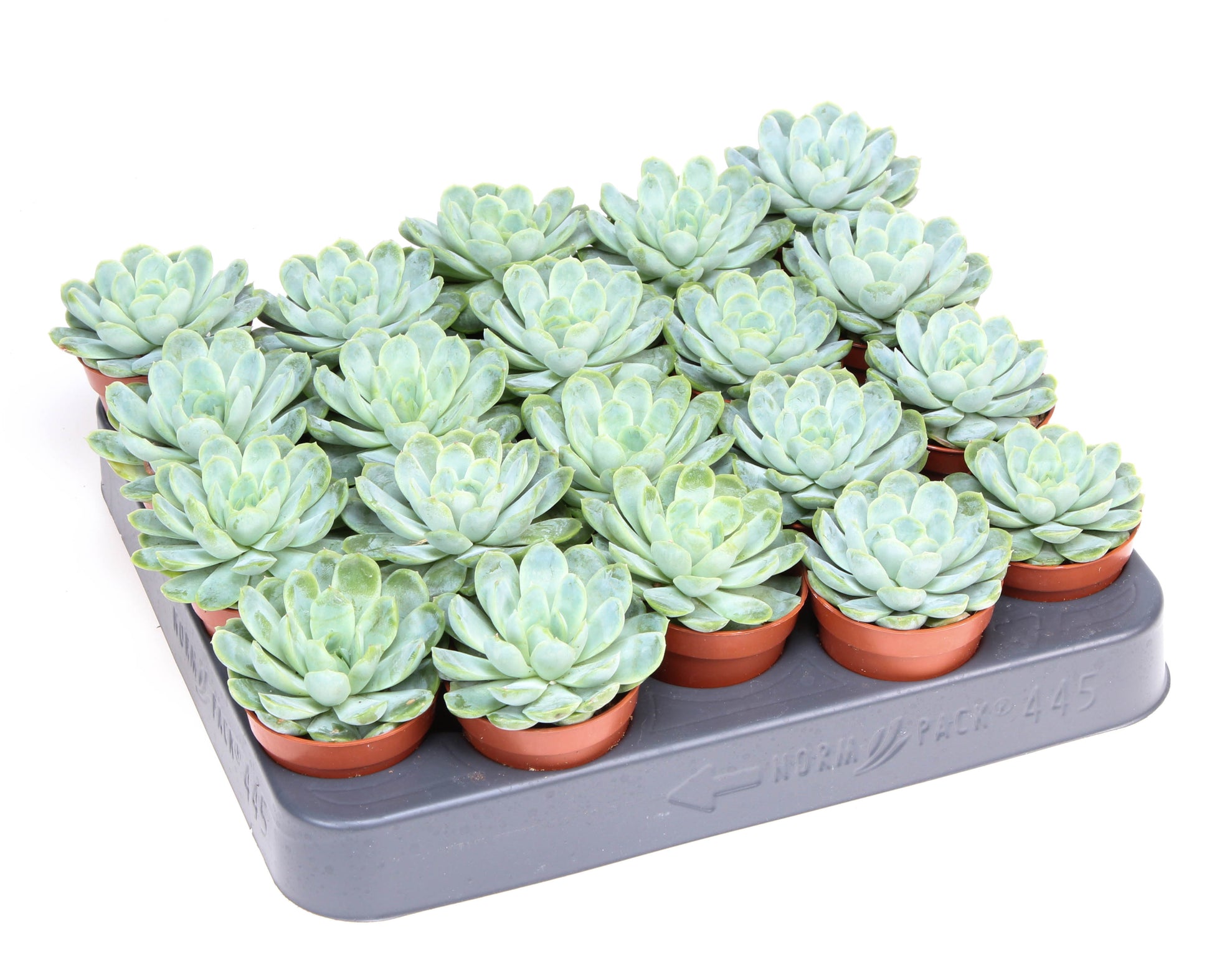 Echeveria elegans 8cm 5.5cm Pot