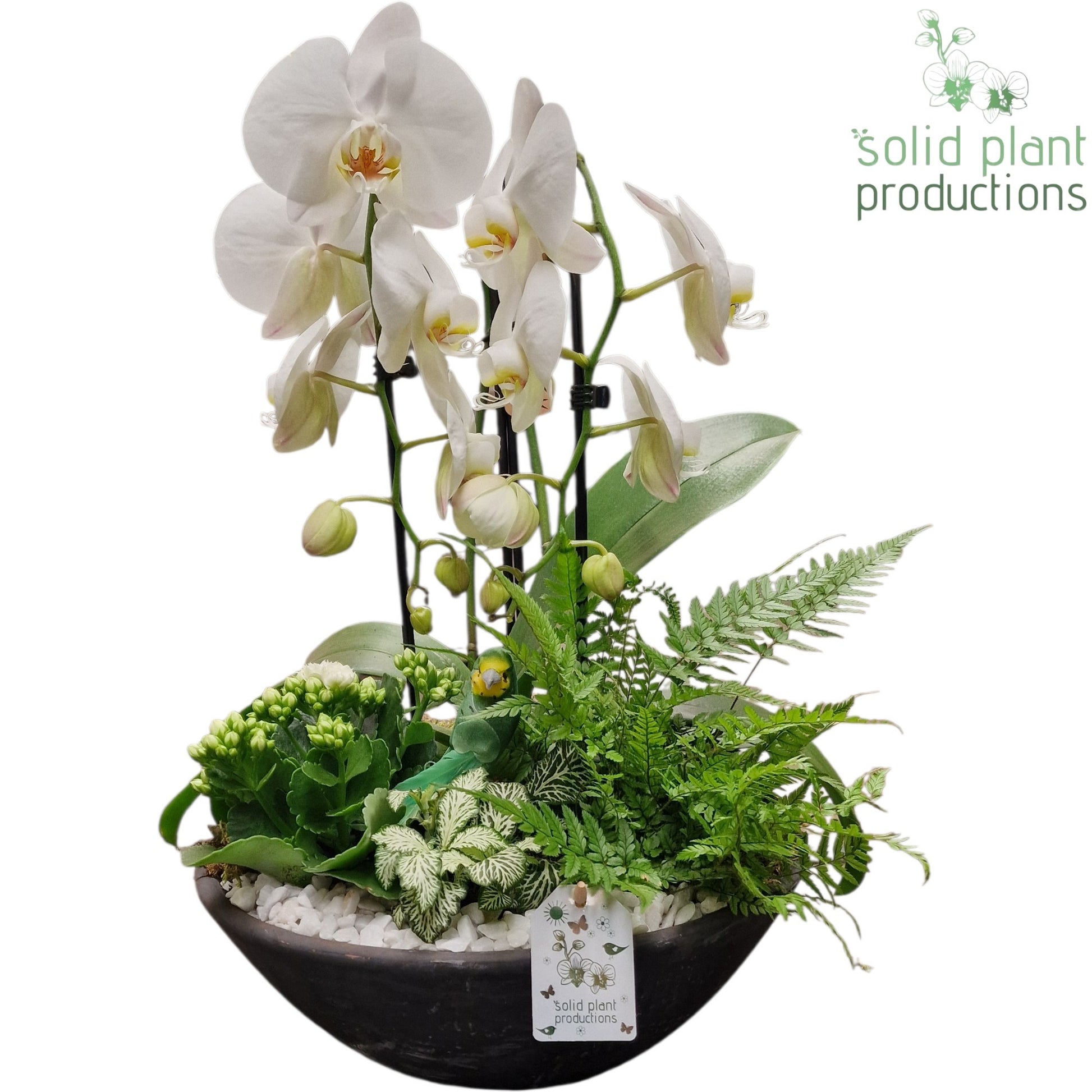 PH012 Ebbi White Deluxe 55cm 32cm Pot
