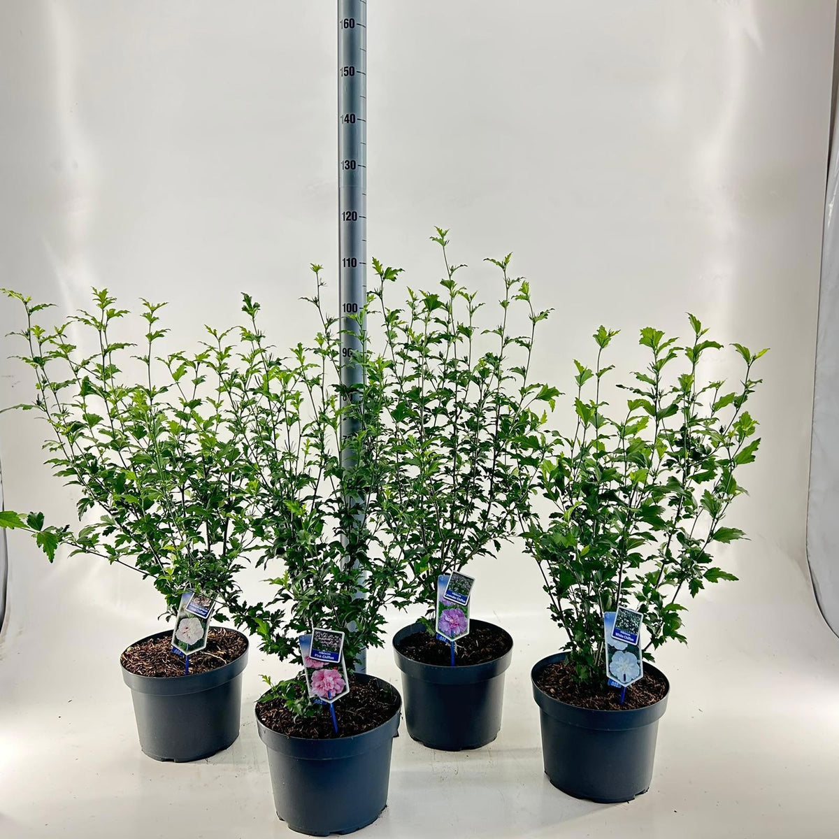 Hibiscus syriacus mix 90cm 29cm Pot