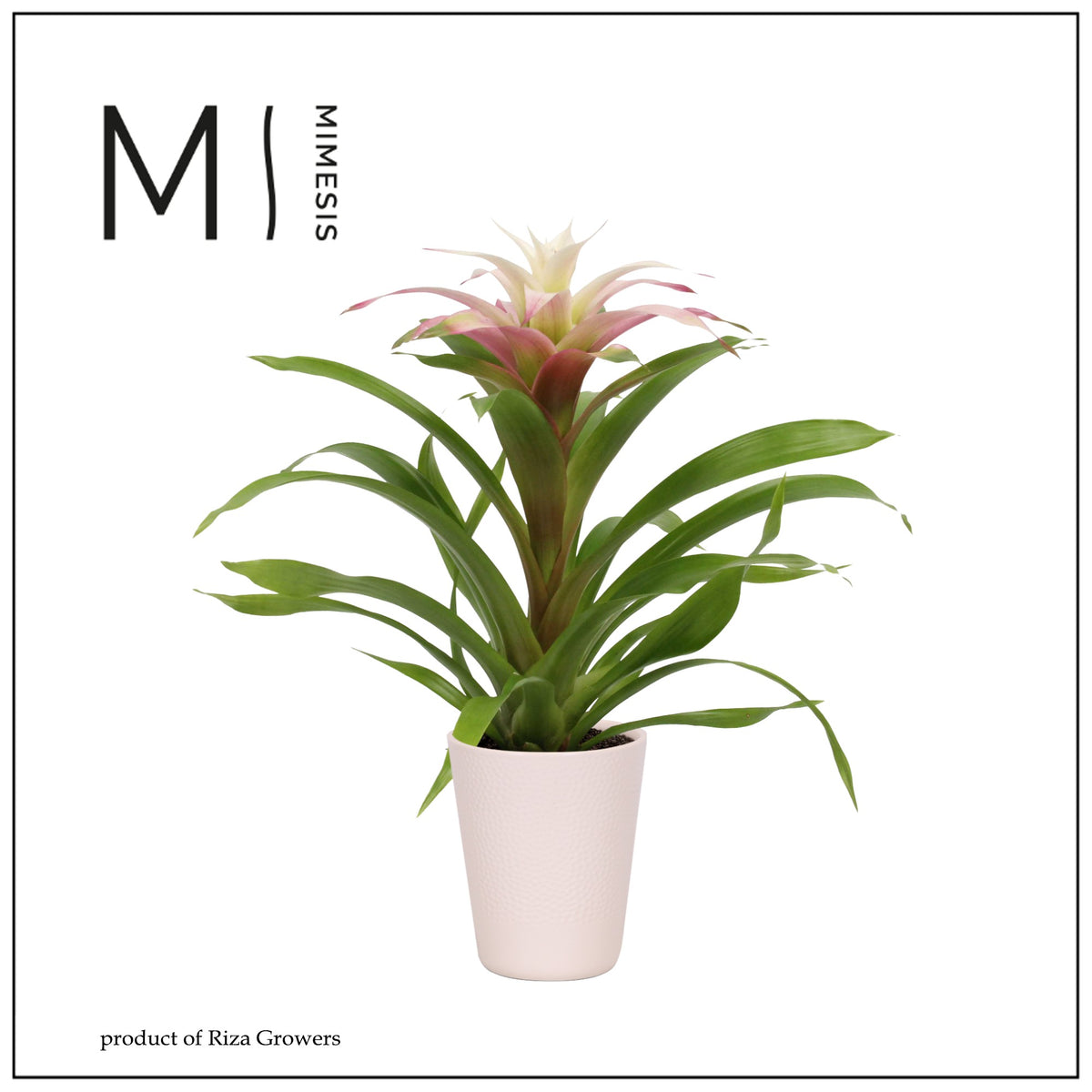 Guzmania Deseo Magical White 42cm 12cm Pot