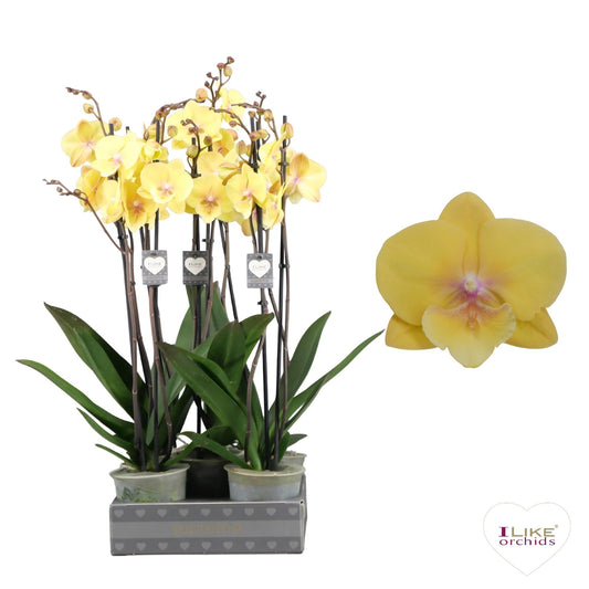 Phalaenopsis Manta Palau 55cm 12cm Pot