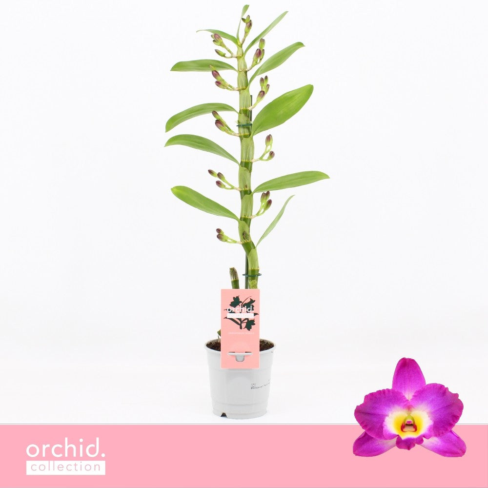 Bos Flowers & Orchids Dendrobium Akatsuki Pack of 10