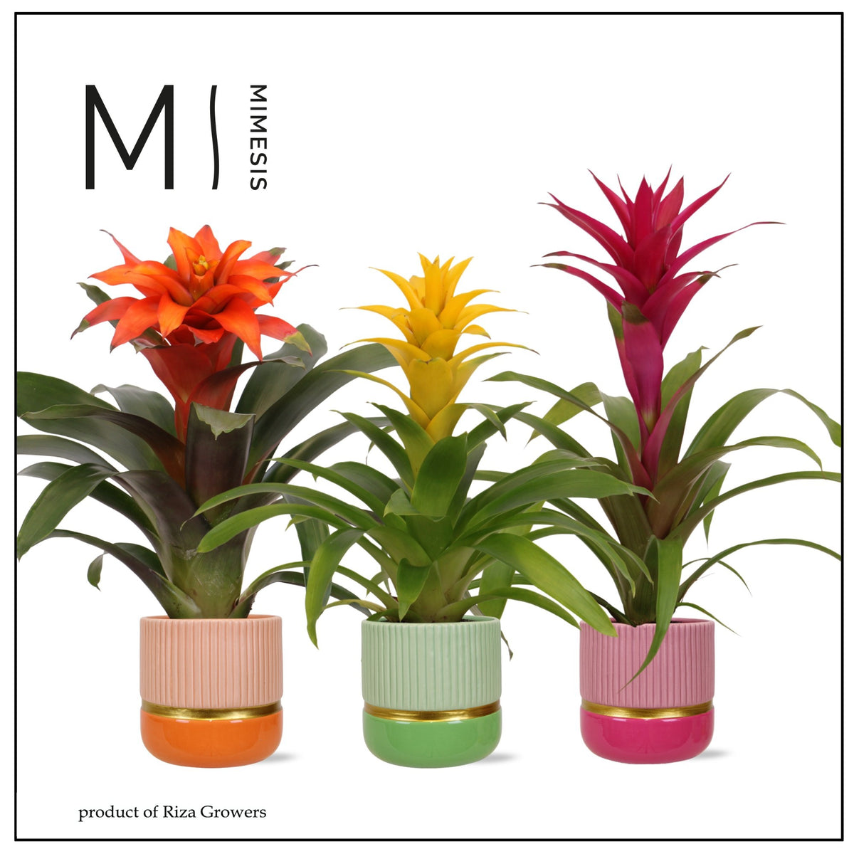 Guzmania mix 45cm 12cm Pot