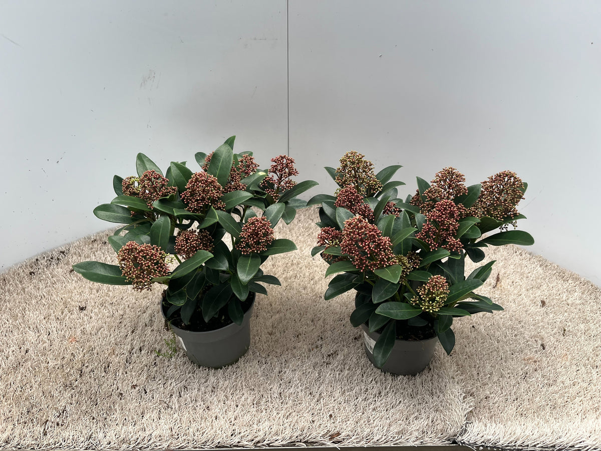 Skimmia japonica Rubella 20cm 13cm Pot