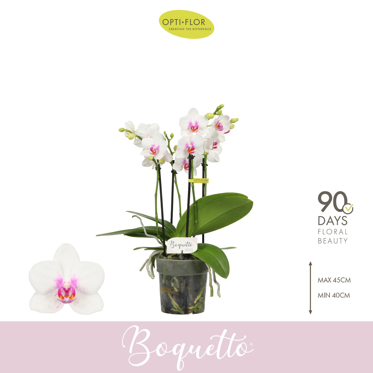 Phalaenopsis Boquetto Passione 40cm 12cm Pot