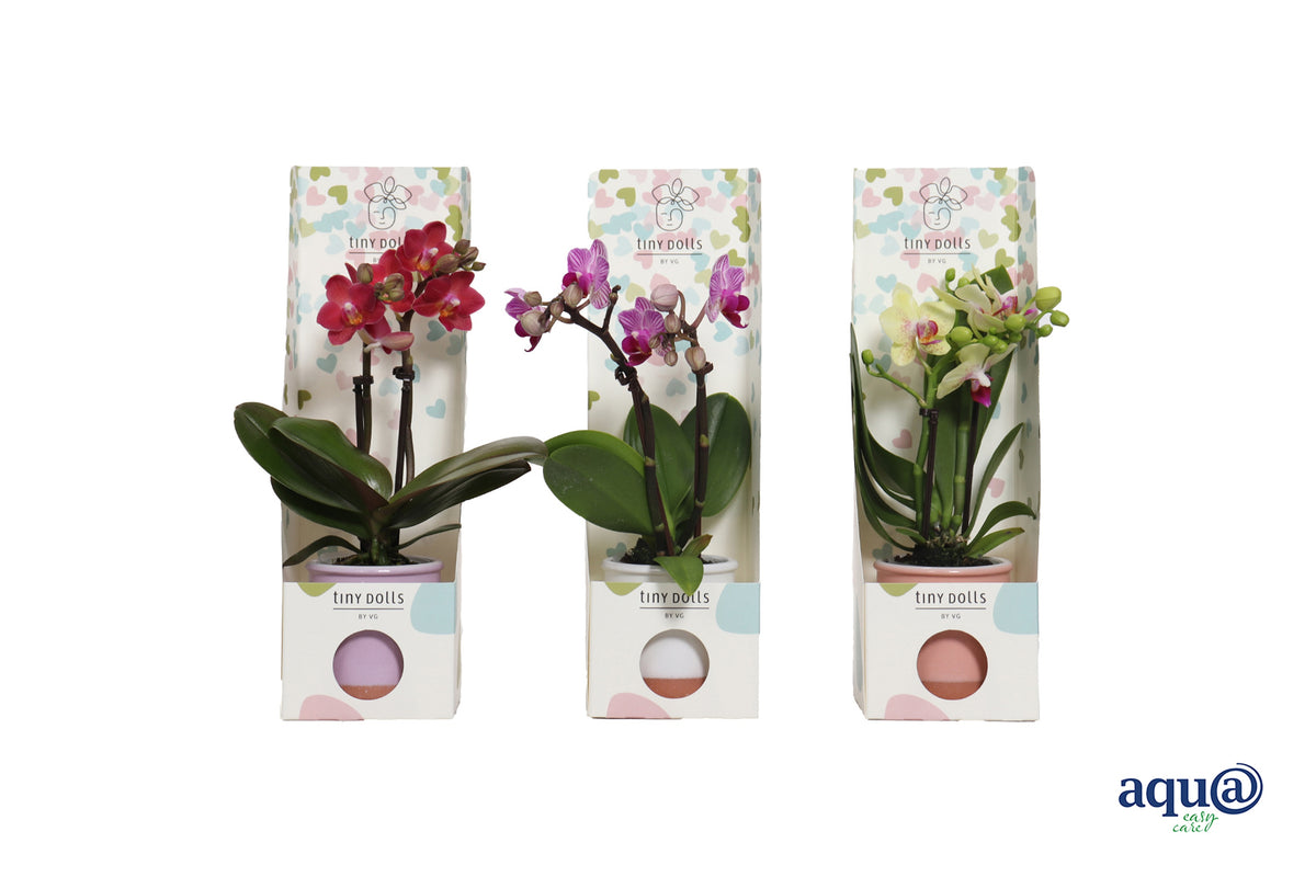 Phalaenopsis hybrid 17cm 6cm Pot