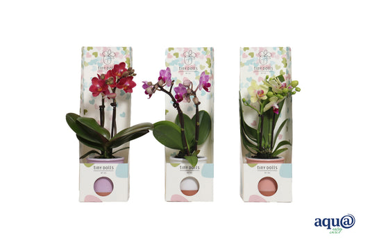 Phalaenopsis hybrid 17cm 6cm Pot