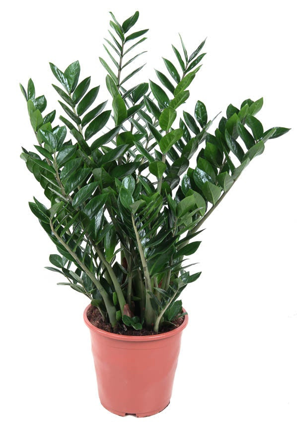 Zamioculcas zamiifolia 110cm 27cm Pot