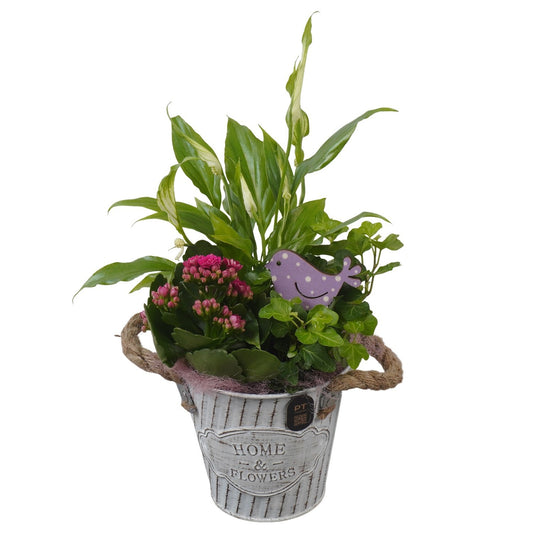 Indoor arrangement 33cm 12cm Pot