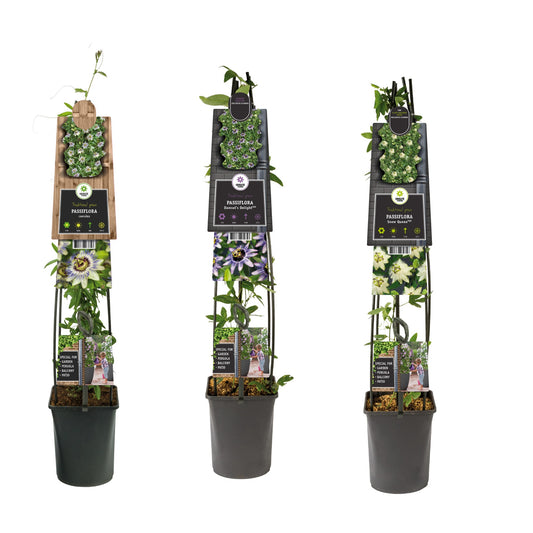 Passiflora mix 115cm 23cm Pot