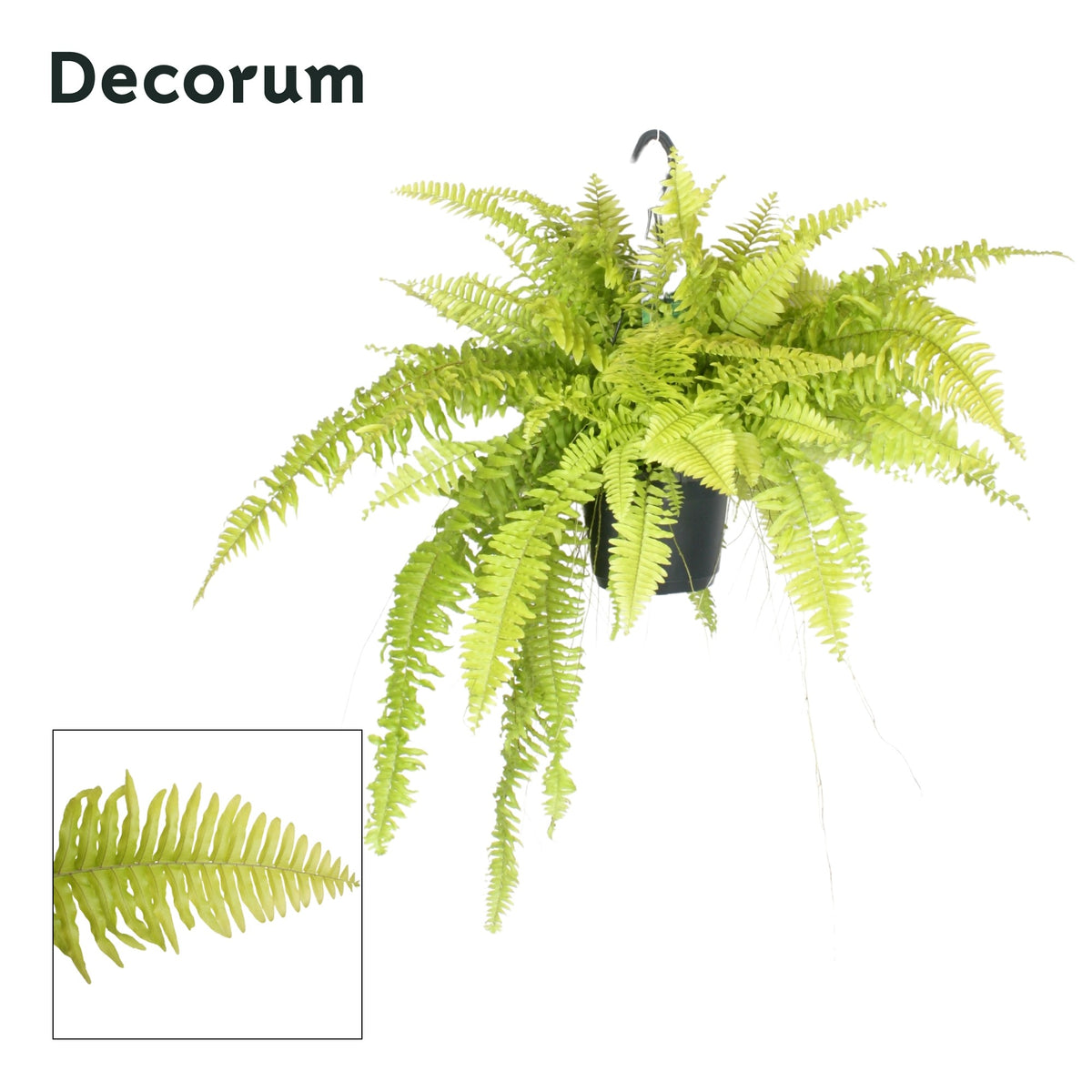 Nephrolepis Blonde 45cm 17cm Pot