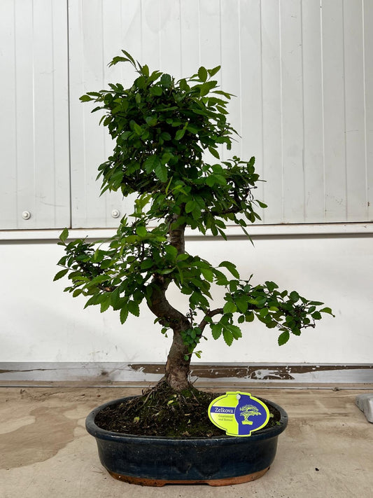 Zelkova sp. Bonsai 50cm 32cm Pot
