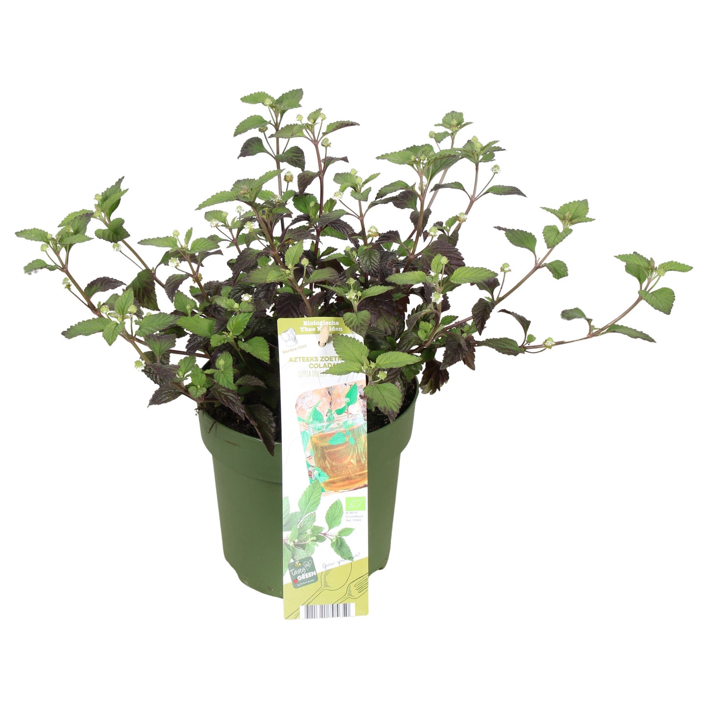 Garden herbs 30cm 14cm Pot