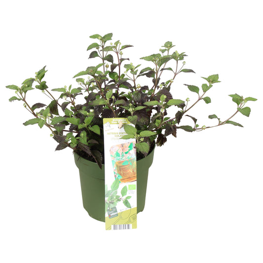 Garden herbs 30cm 14cm Pot
