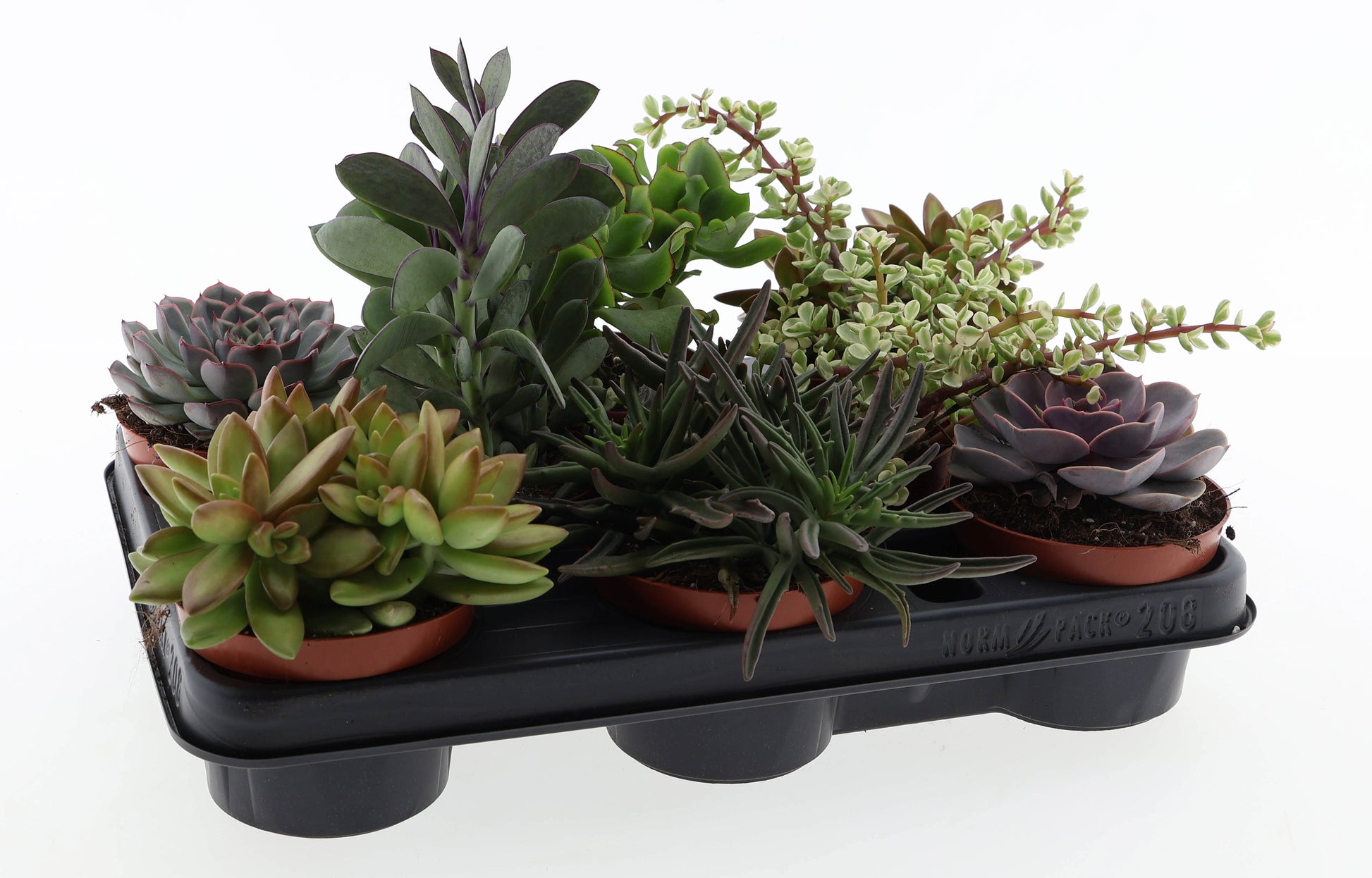 Succulenten mix 12cm 510cm Pot
