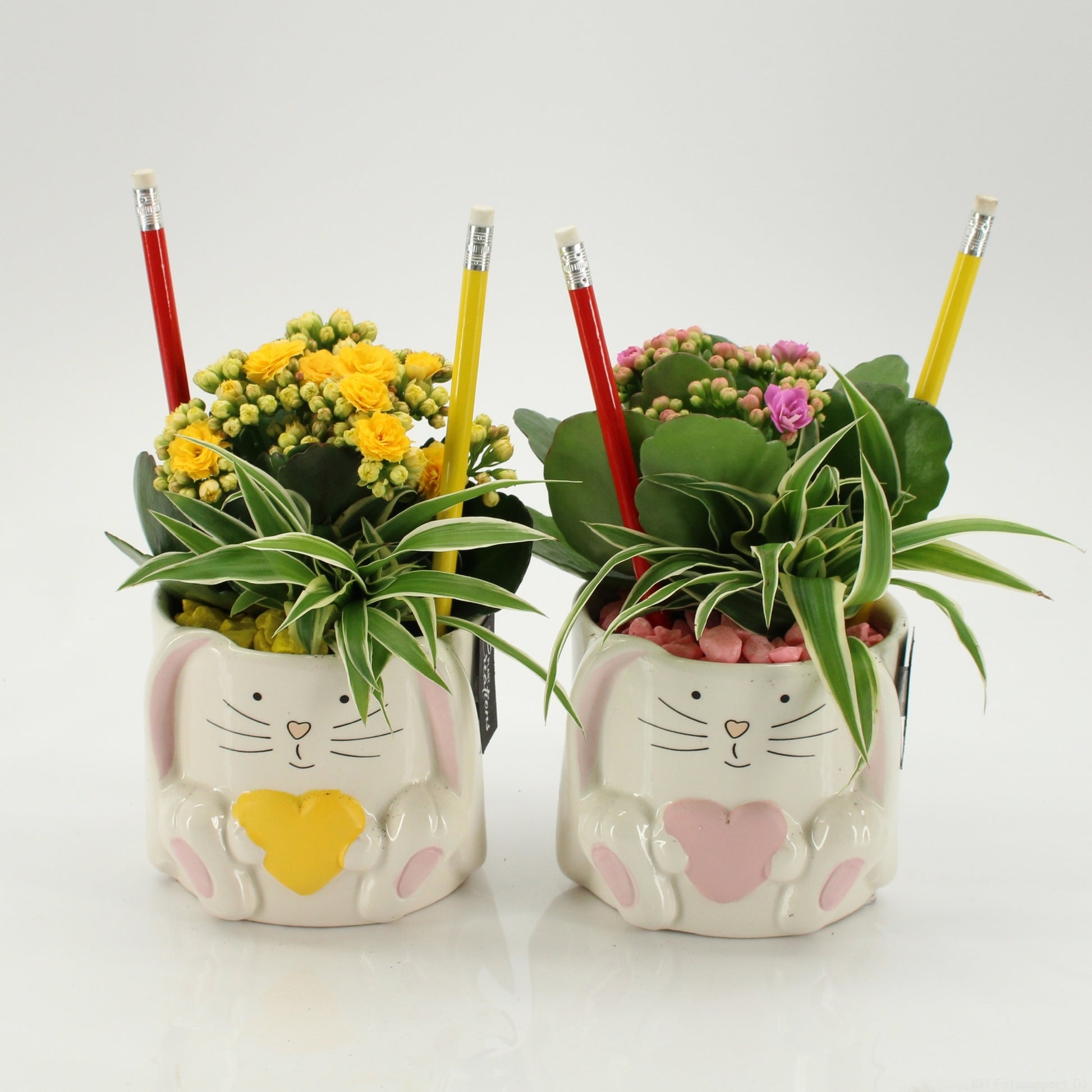Indoor Flowering arrangement 25cm 11cm Pot