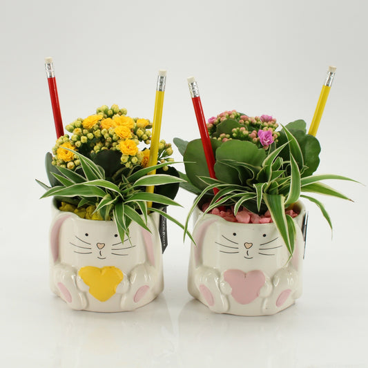 Indoor Flowering arrangement 25cm 11cm Pot