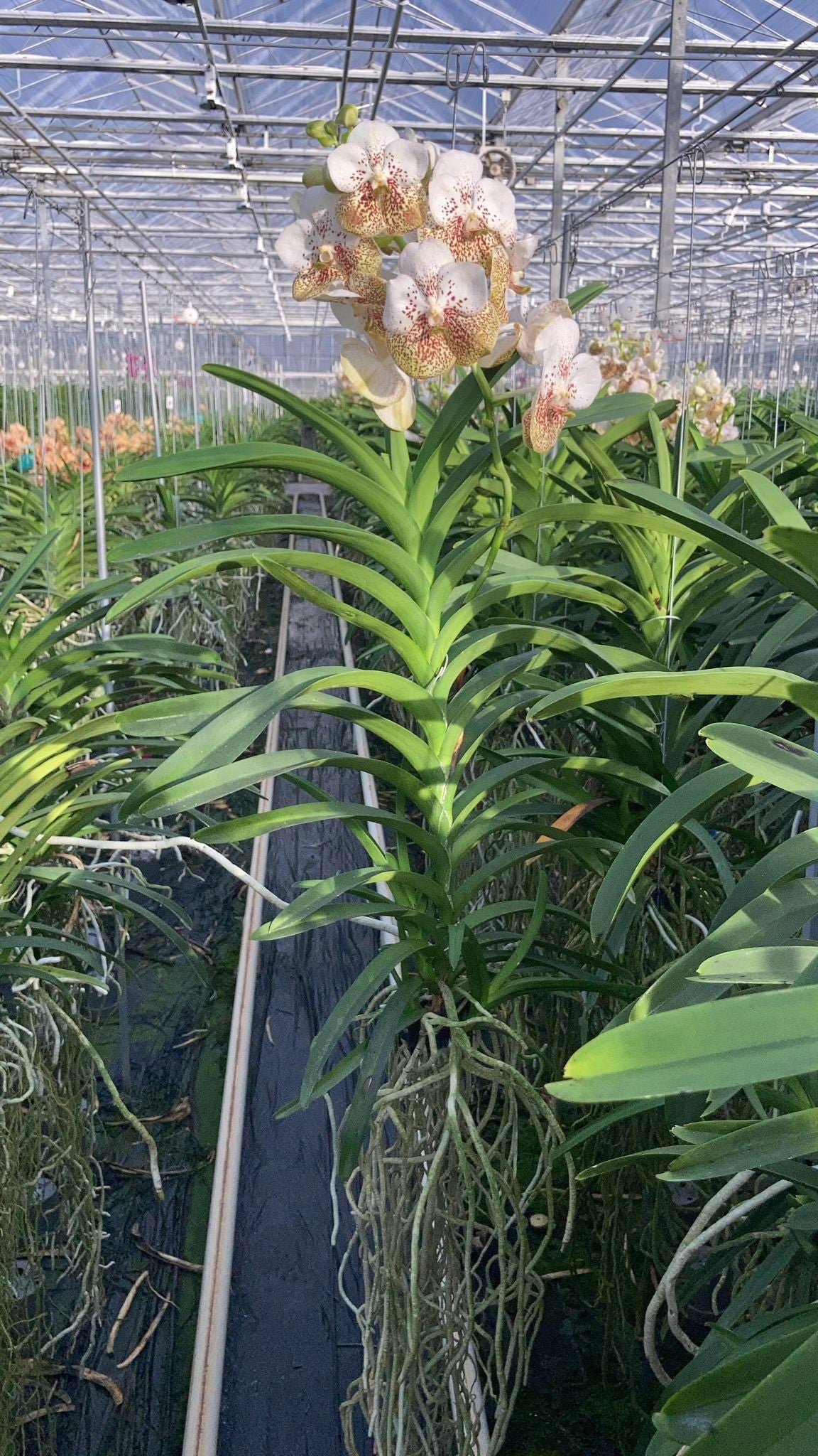 Vanda hybrid 80cm 19cm Pot