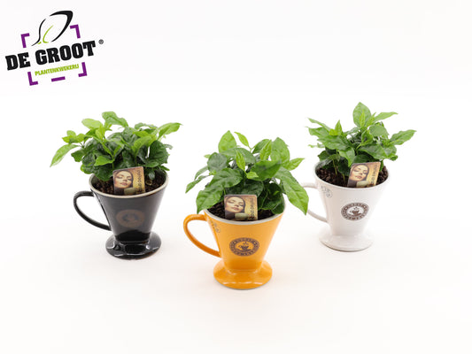 arr.  Plants 25cm 12cm Pot