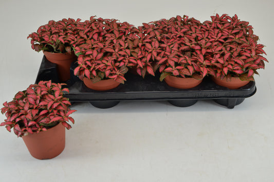 Fittonia Forest Flame 20cm 12cm Pot