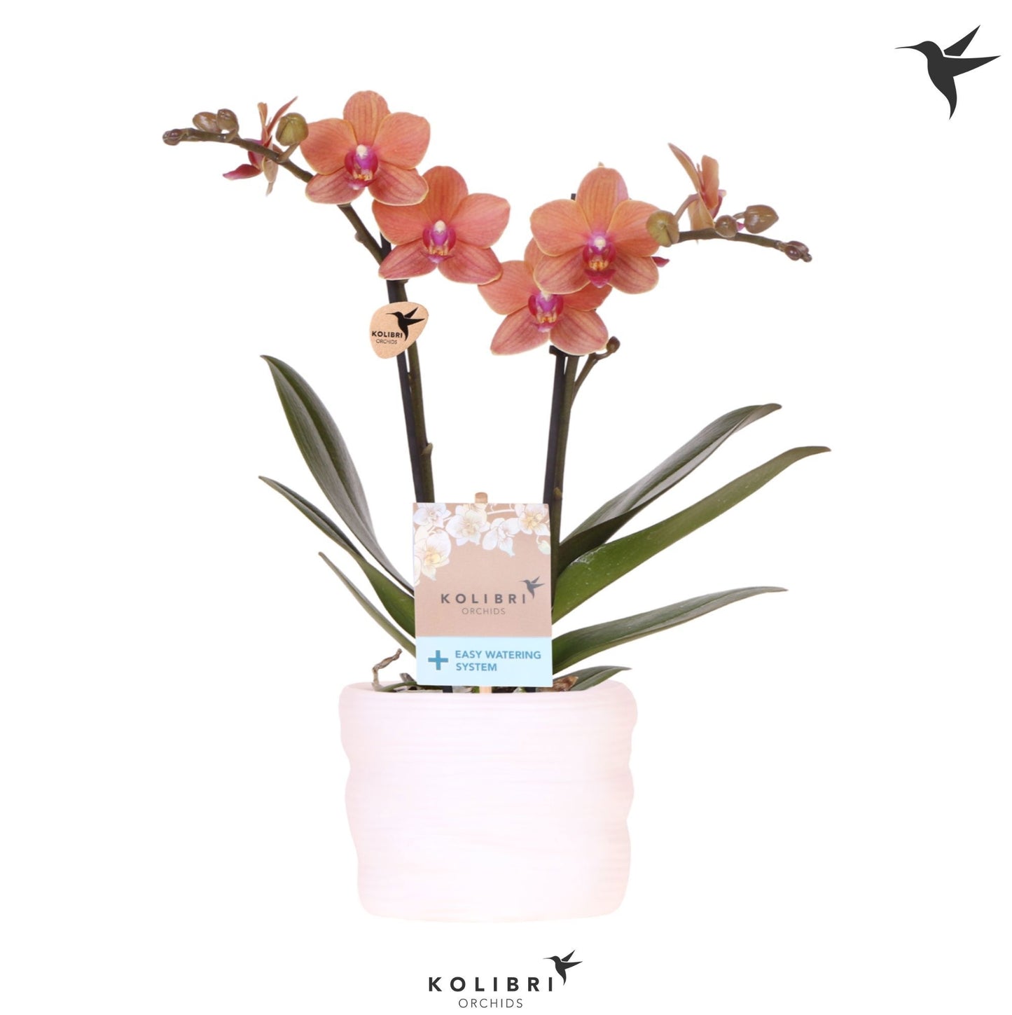 Phalaenopsis multiflora Bolzano 40cm 9cm Pot