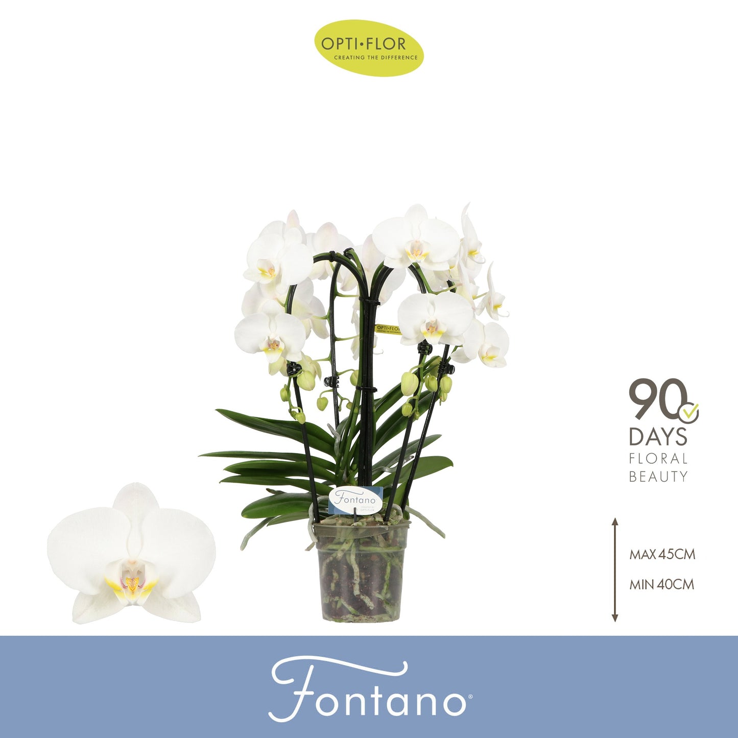 Phalaenopsis Fontano Bellagio 50cm 12cm Pot