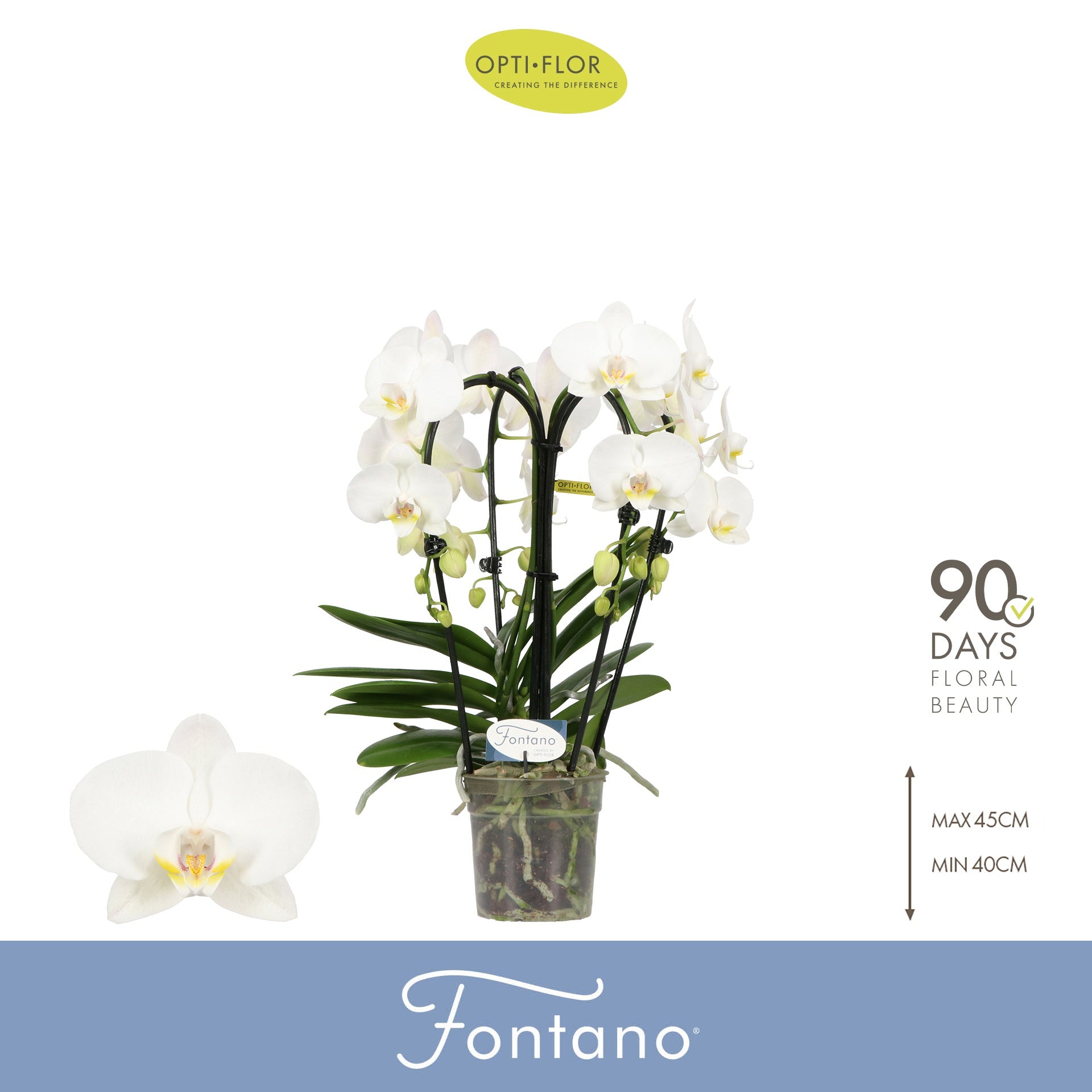 Phalaenopsis Fontano Bellagio 50cm 12cm Pot