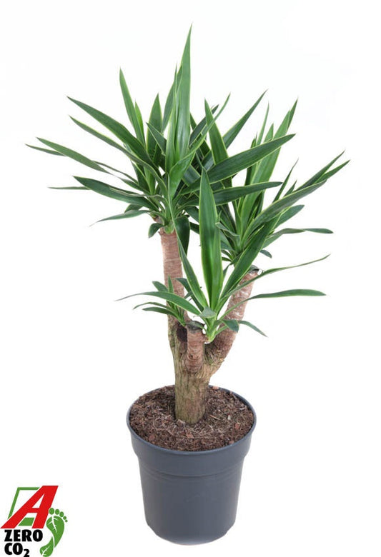 Yucca Jewel head 100cm 24cm Pot