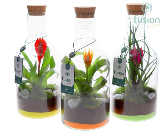 arr. Bromelia 35cm 15cm Pot