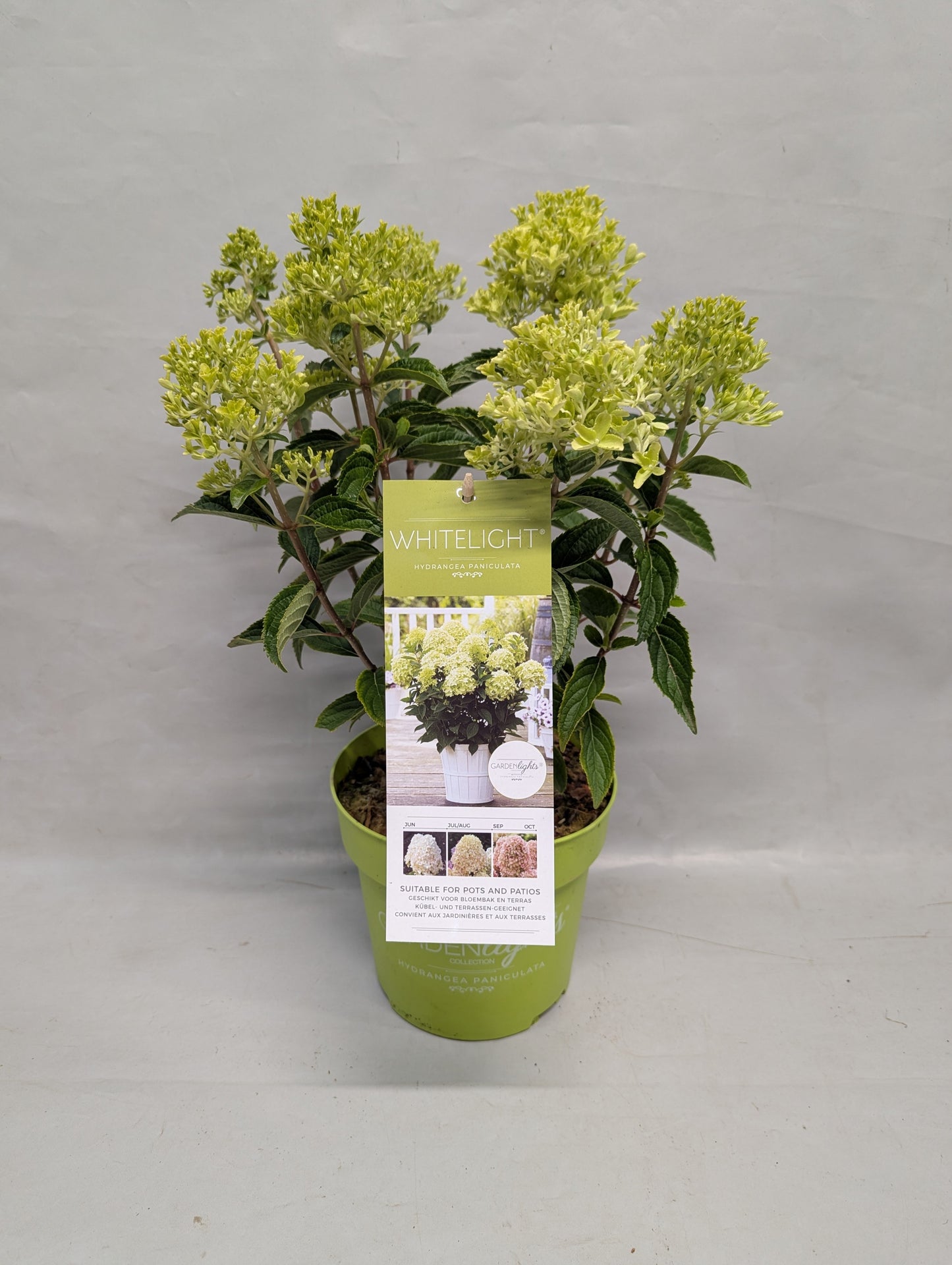 Hydrangea pan. White Light 40cm 17cm Pot