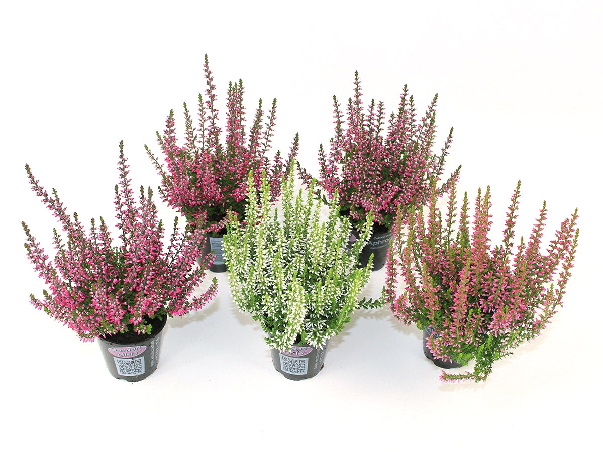 Calluna Garden Girls mix shelf 10cm 6cm Pot