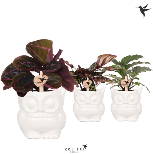 Calathea mix 25cm 9cm Pot