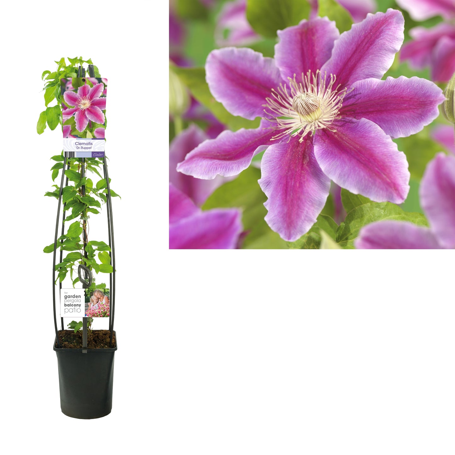 Clematis Dr Ruppel 115cm 23cm Pot